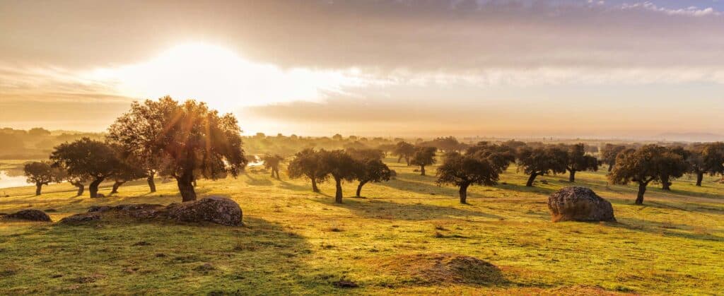 Paisaje de dehesa donde se cría el ganado de Hamburdehesa