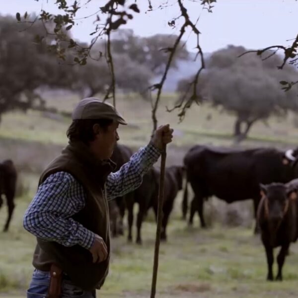 Ganado vacuno criado con criterios de bienestar animal